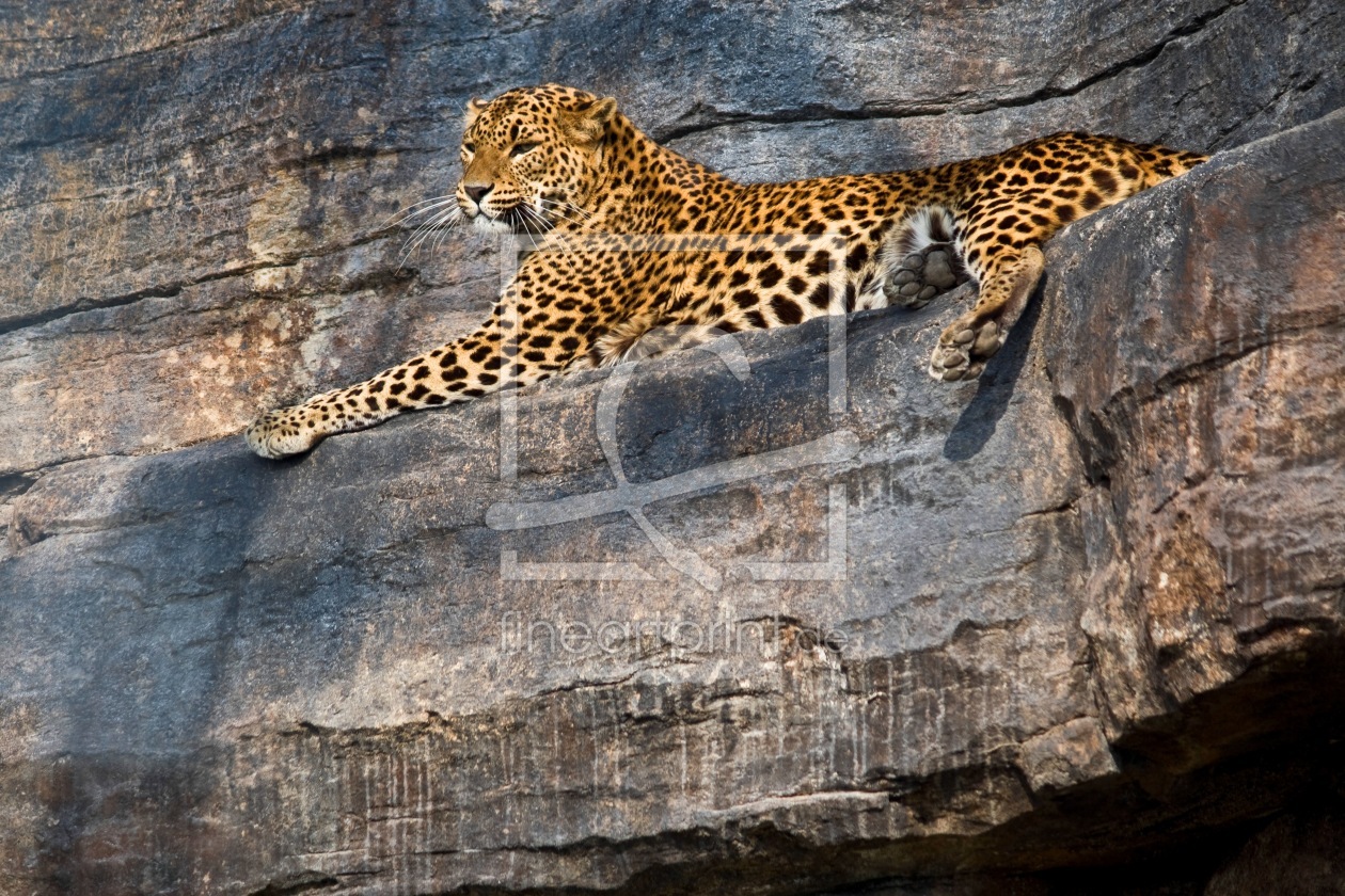 Bild-Nr.: 9733154 Leopard erstellt von fotomaddin