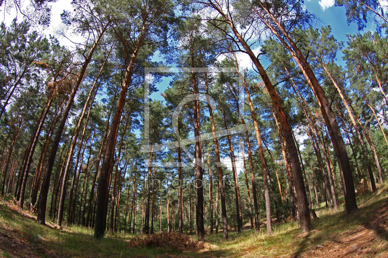 Bild-Nr.: 9733522 Kiefernwald erstellt von Marcel Schauer