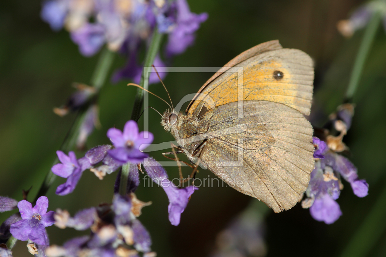 Bild-Nr.: 9738622 Kleines Wiesenvögelchen erstellt von Gerhard Albicker