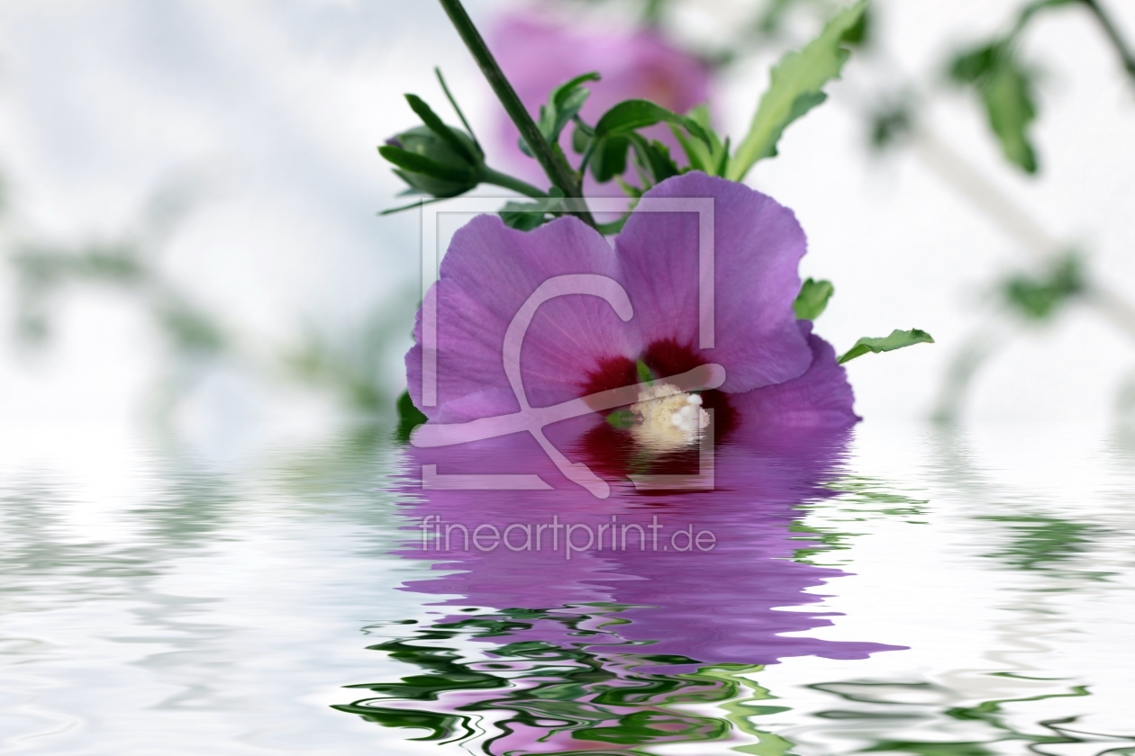 Bild-Nr.: 9739020 Hibiskusblüte erstellt von Renate Knapp