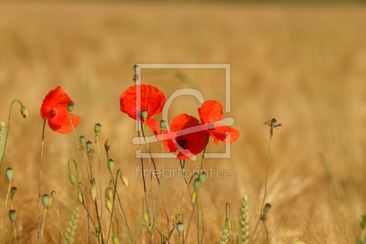 Bild-Nr.: 9739822 Mohn im Morgenlicht VIII erstellt von Uwe Fuchs