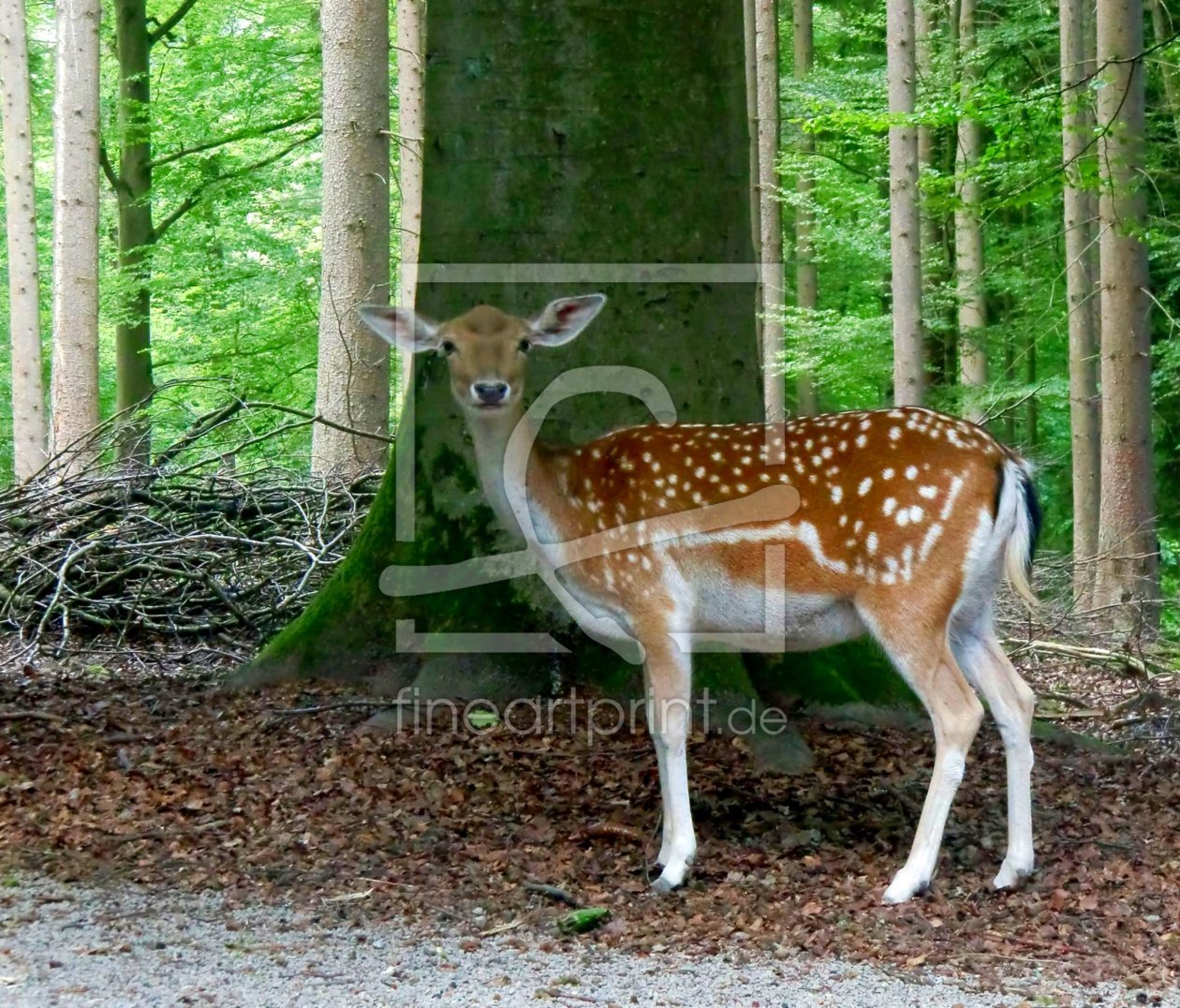 Bild-Nr.: 9741408 allein im Wald II erstellt von taubeschwan