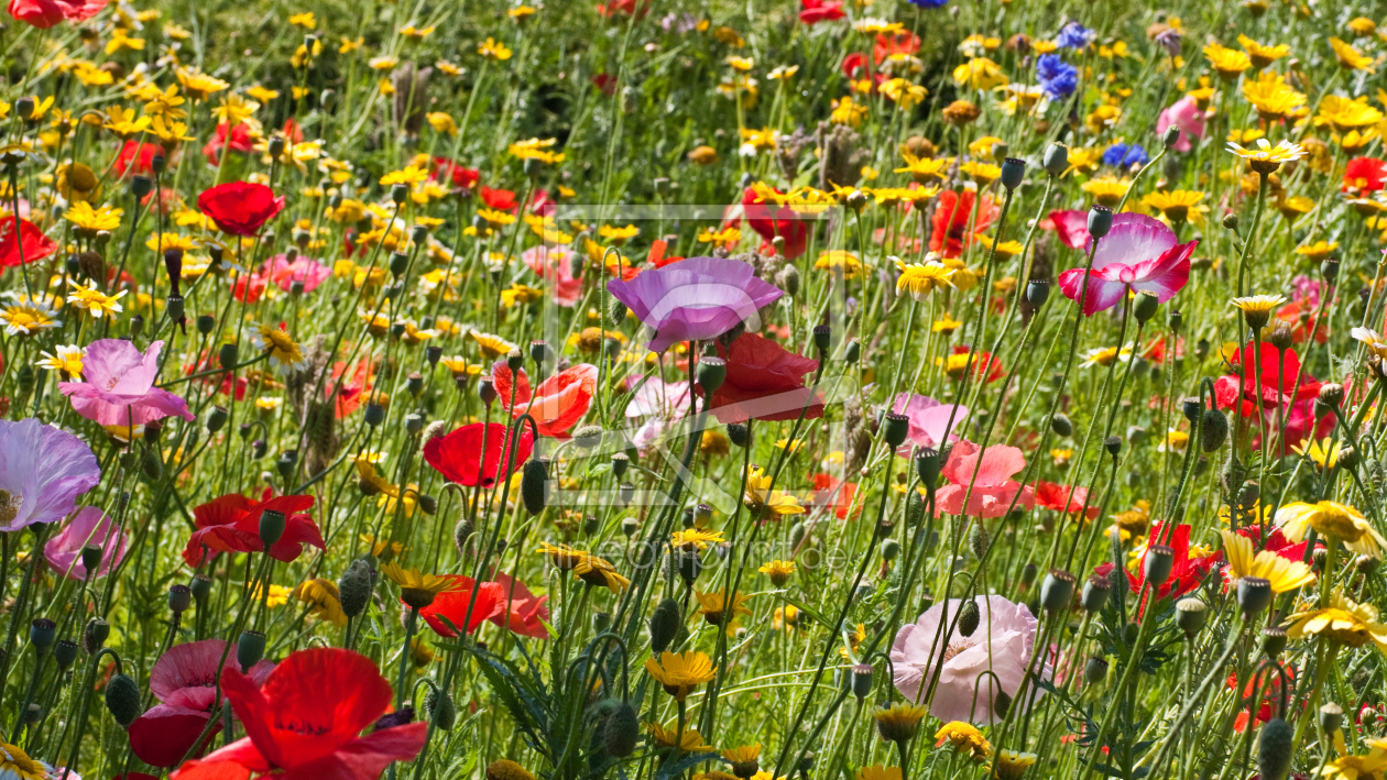 Bild-Nr.: 9742948 Blumenwiese erstellt von jaro