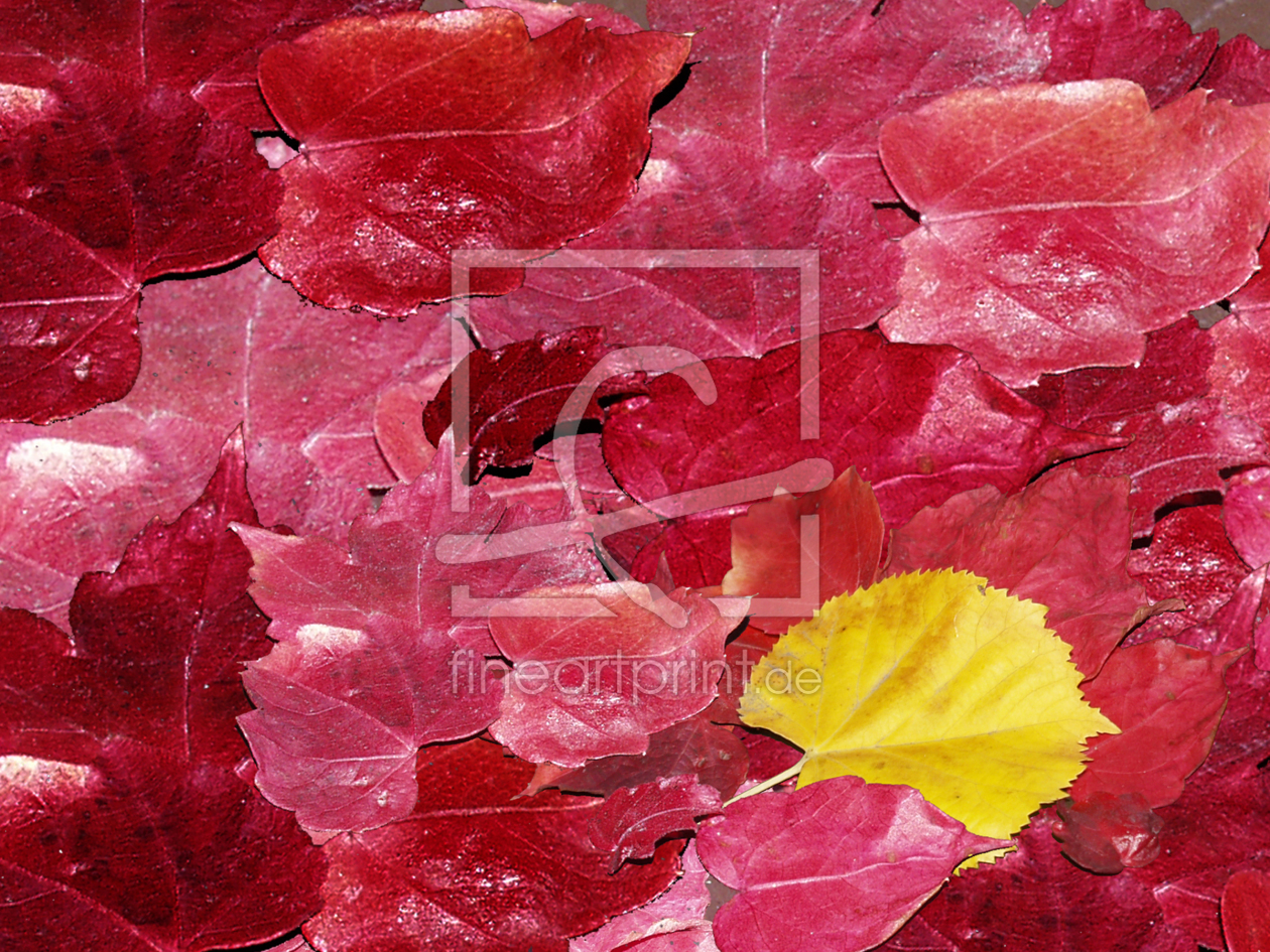 Bild-Nr.: 9744390 Herbstblätter erstellt von fotostudio-steglitz-de