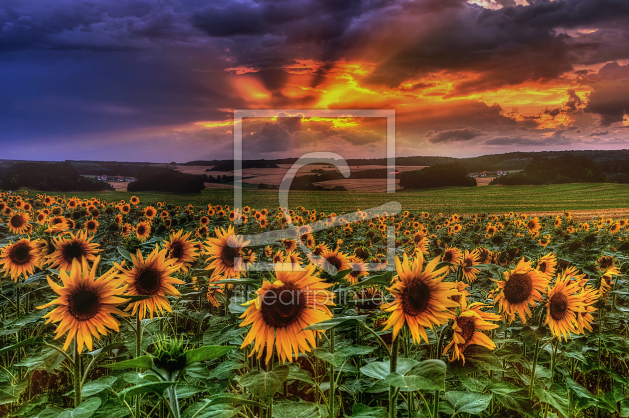 Bild-Nr.: 9744562 Sonnenblumenfeld erstellt von Steffen Gierok