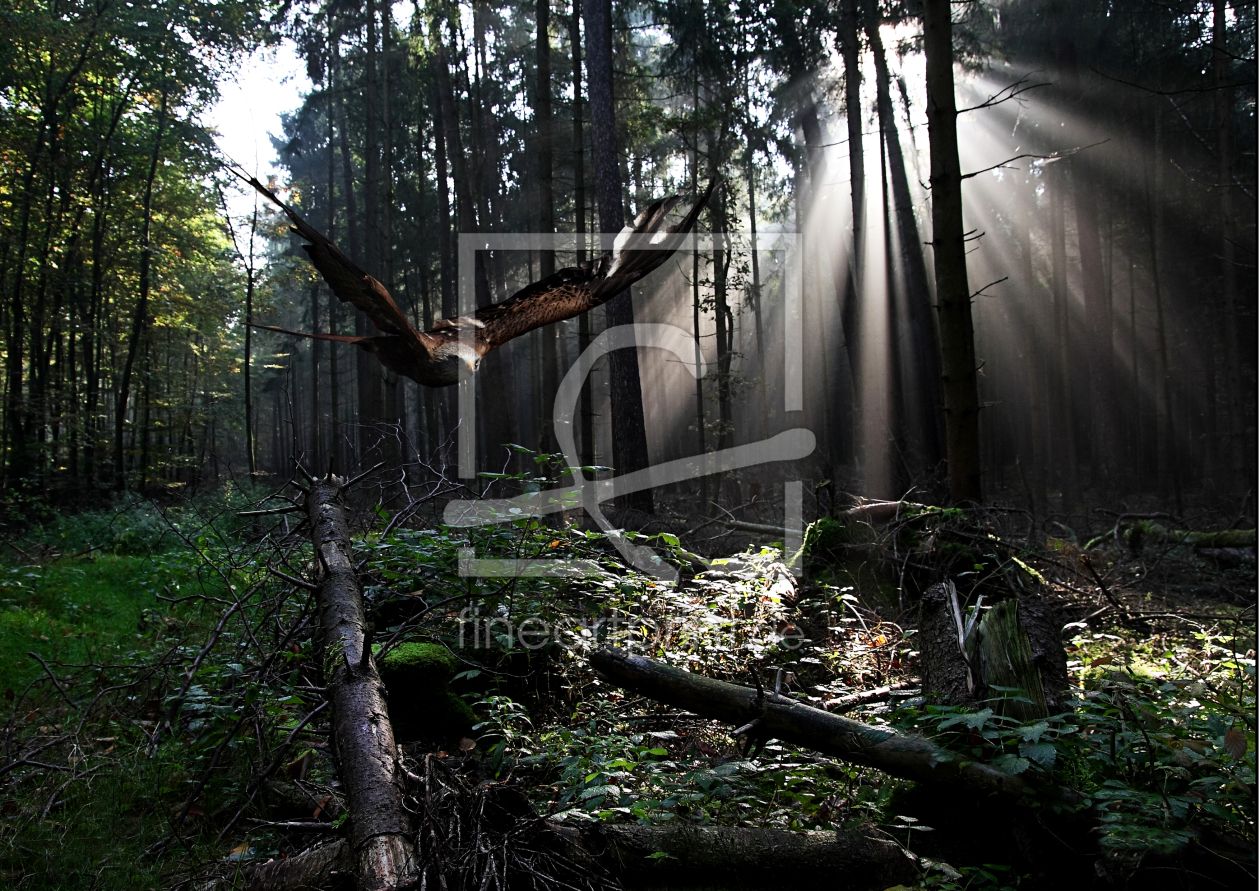 Bild-Nr.: 9745276 Waldvogel erstellt von chispa