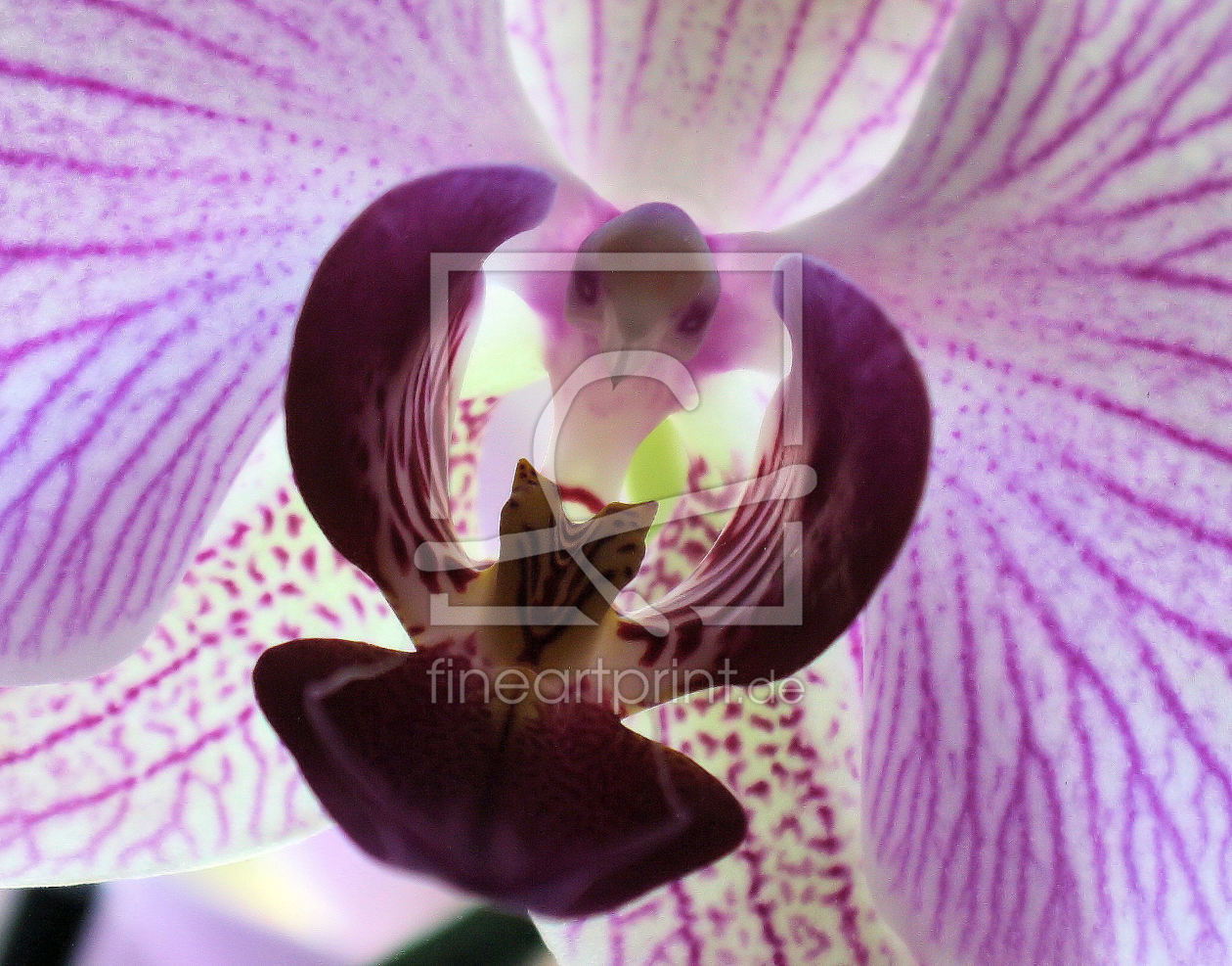 Bild-Nr.: 9745708 Phantasievolle Orchidee erstellt von Maren Hartmann