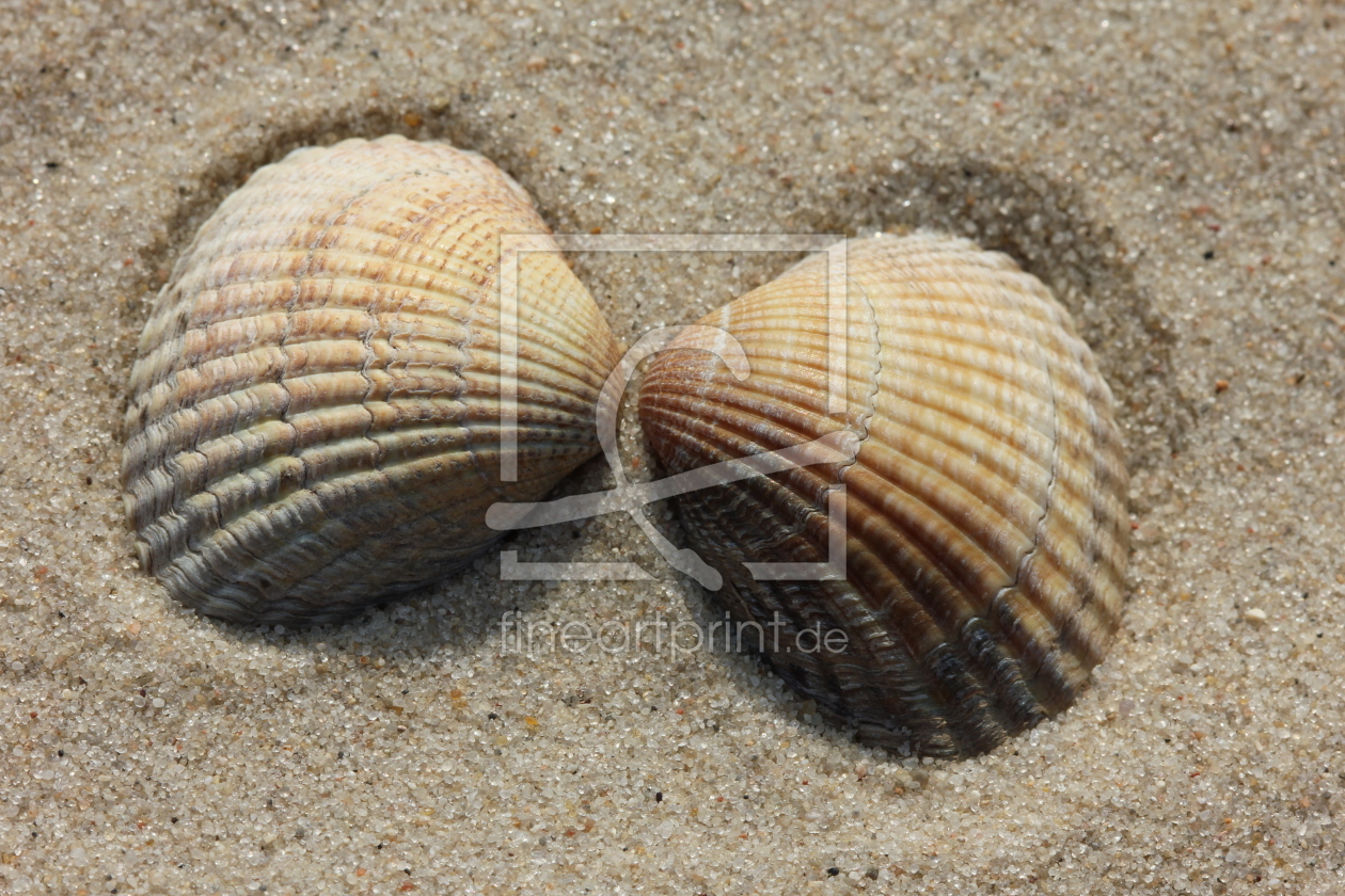 Bild-Nr.: 9746688 Herzmuscheln im Sand I erstellt von A-Runge