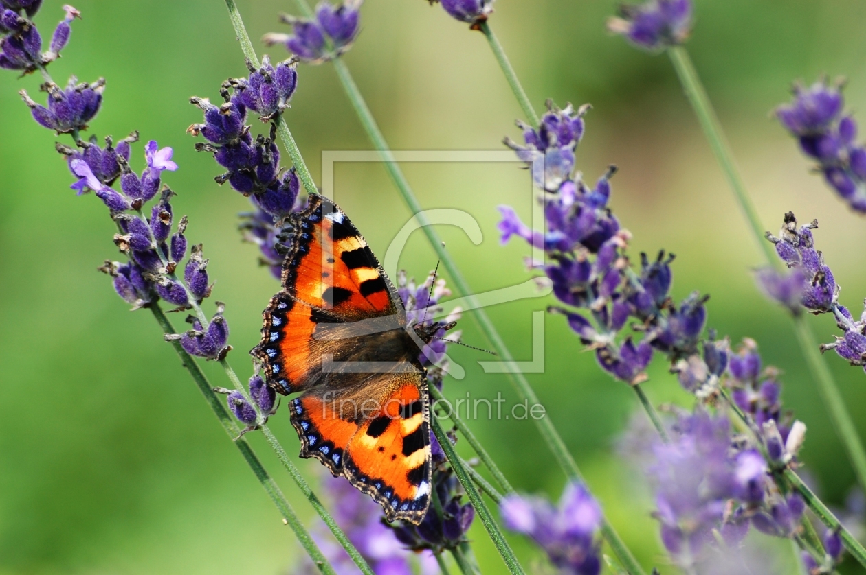 Bild-Nr.: 9746902 the butterfly II erstellt von asdustdances