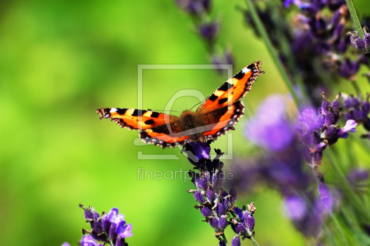 Bild-Nr.: 9746928 the butterfly III erstellt von asdustdances