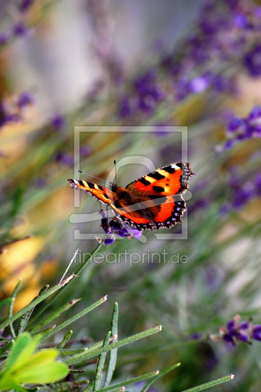 Bild-Nr.: 9746942 the butterfly IV erstellt von asdustdances