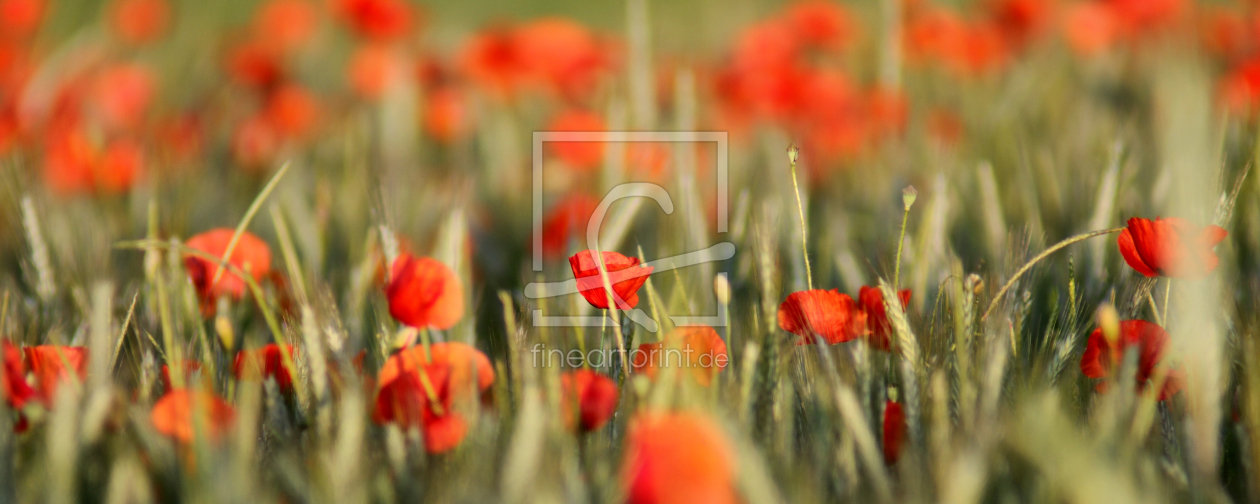 Bild-Nr.: 9747402 Mohn-Panorama erstellt von Gerhard Albicker