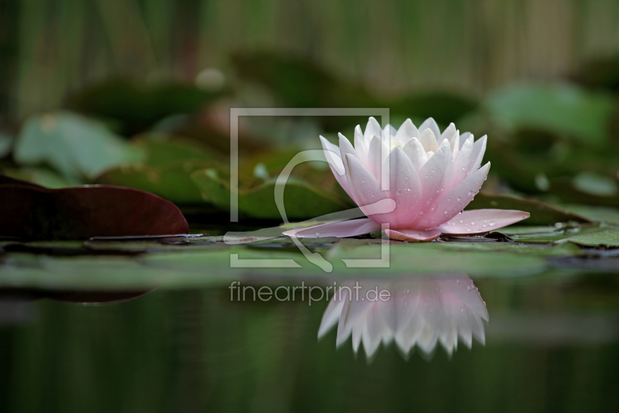 Bild-Nr.: 9747586 Ich See Rose :-) Bild-Nr.: 9747586 Ich See Rose :-) erstellt von Thomas Herzog