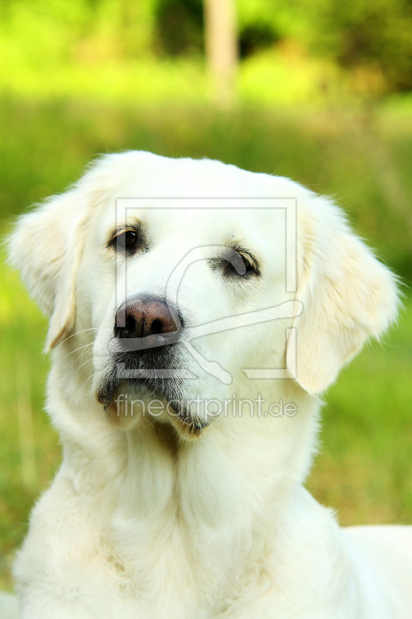 Bild-Nr.: 9748066 Portrait Golden Retriever erstellt von andy2902