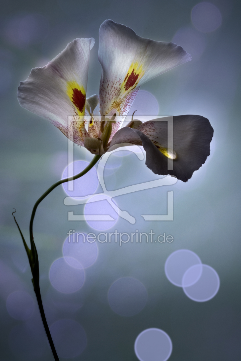 Bild-Nr.: 9749984 Iris hollandica II erstellt von Horst Brandt