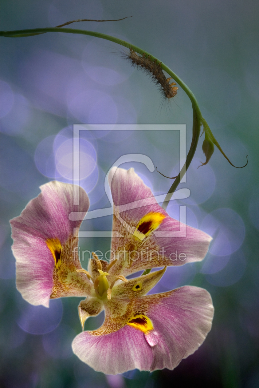 Bild-Nr.: 9750368 Iris hollandica III erstellt von Horst Brandt