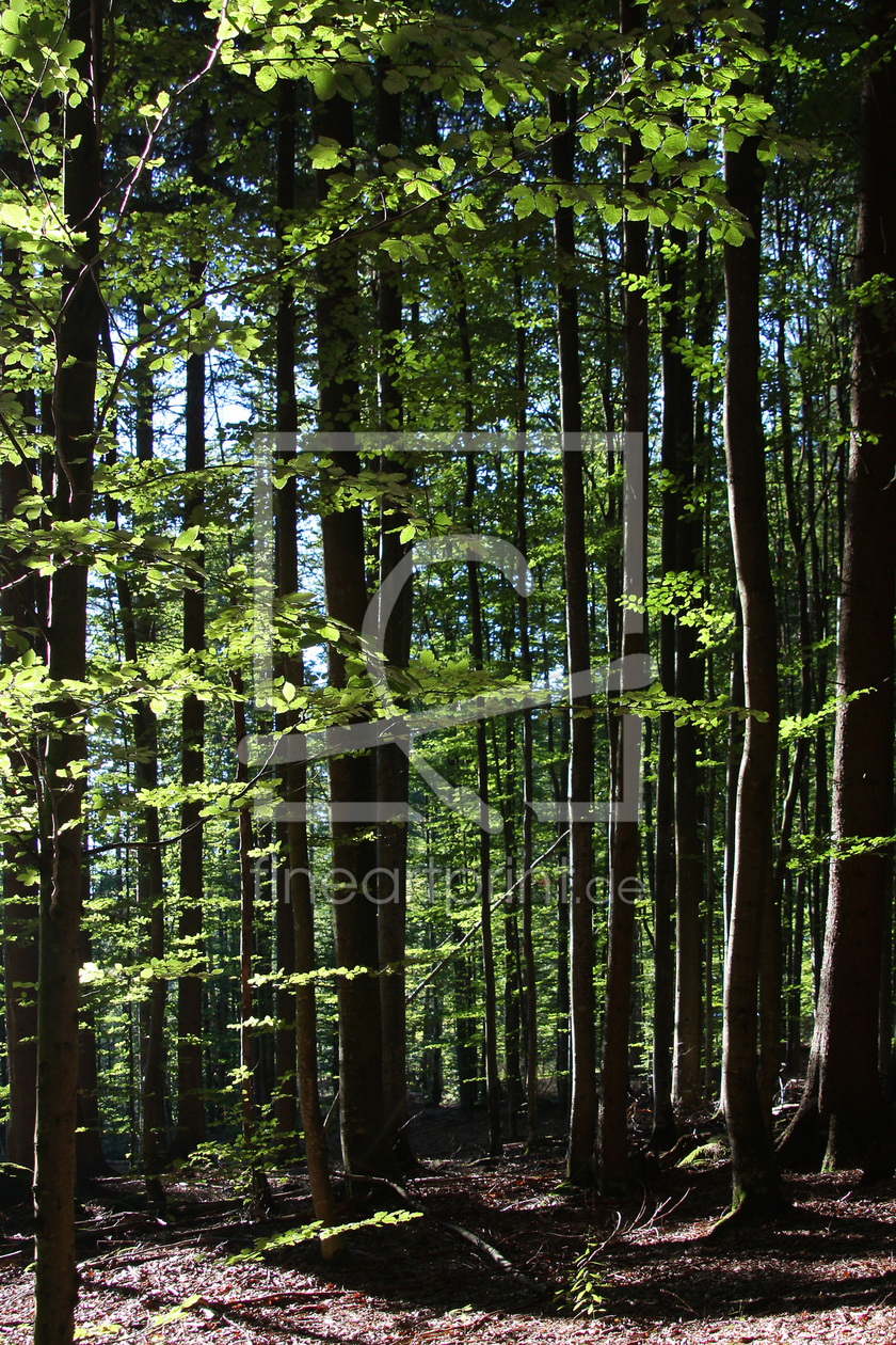 Bild-Nr.: 9751810 Im Wald erstellt von Stephanie Stephanie Dannecker