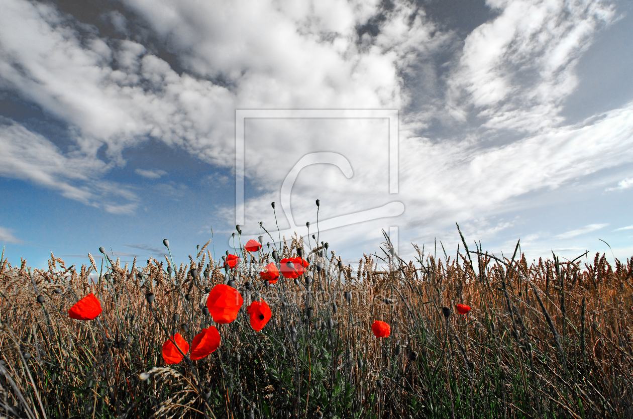 Bild-Nr.: 9751920 Mohn im Feld erstellt von kauli