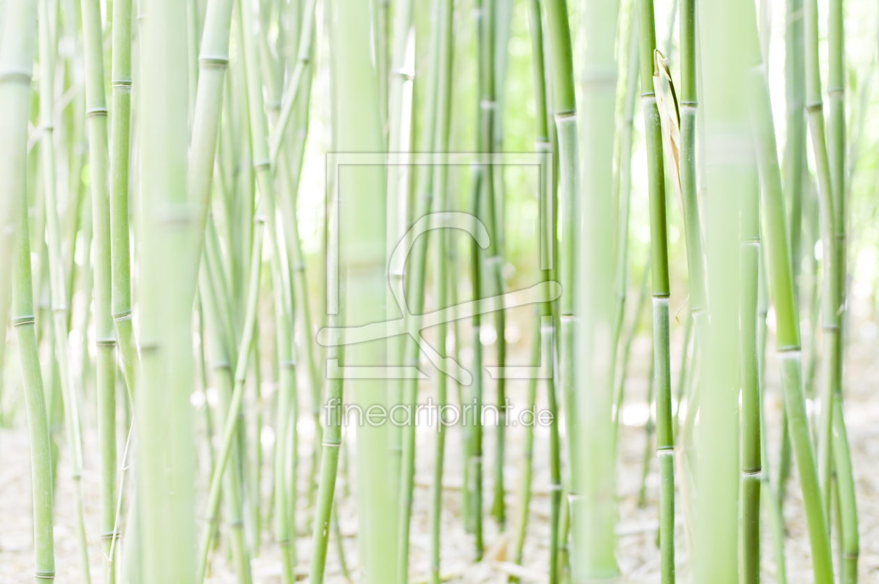 Bild-Nr.: 9753238 Bambus #1 erstellt von danielschoenen