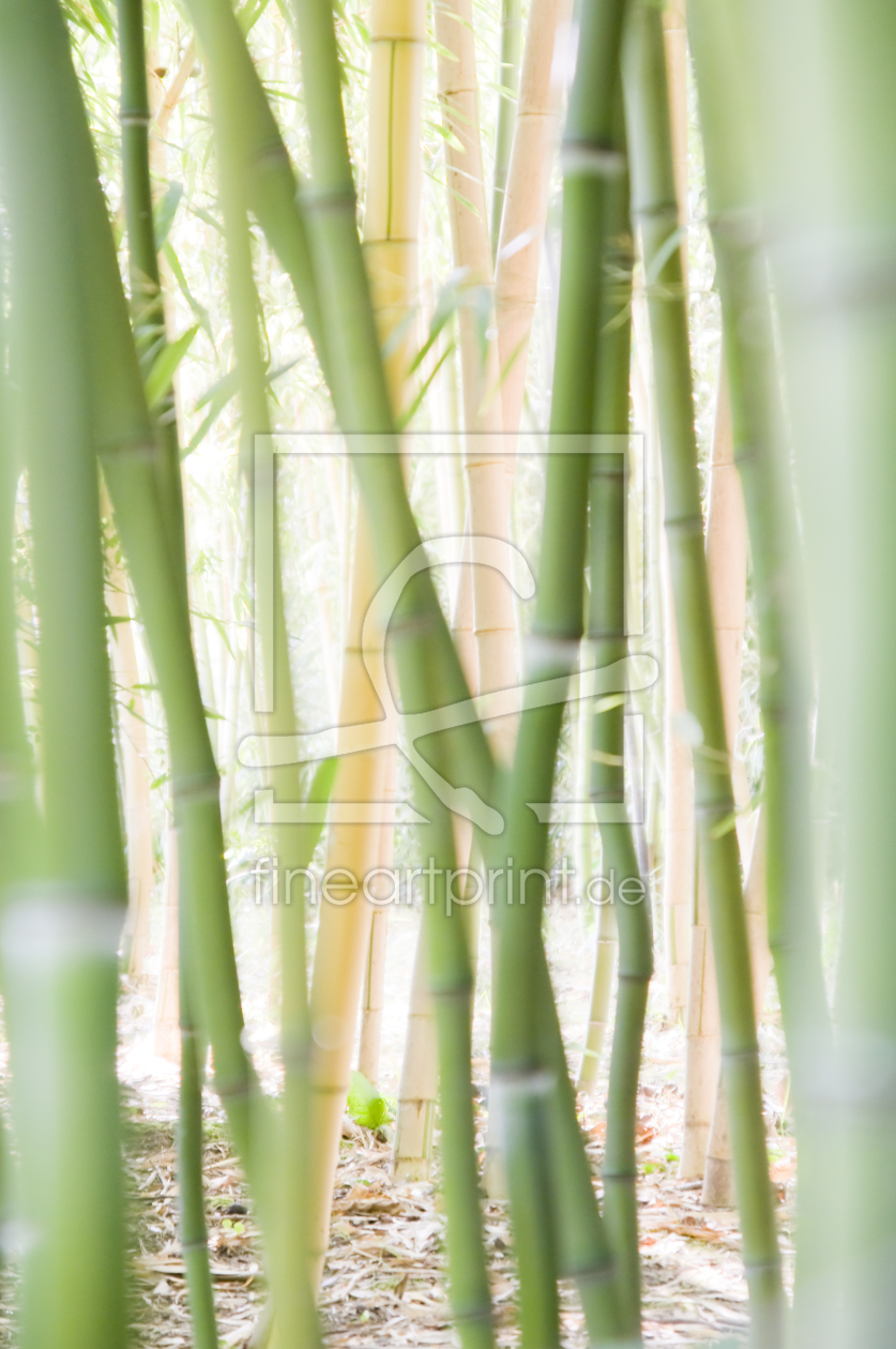 Bild-Nr.: 9753510 Bambus #3 erstellt von danielschoenen