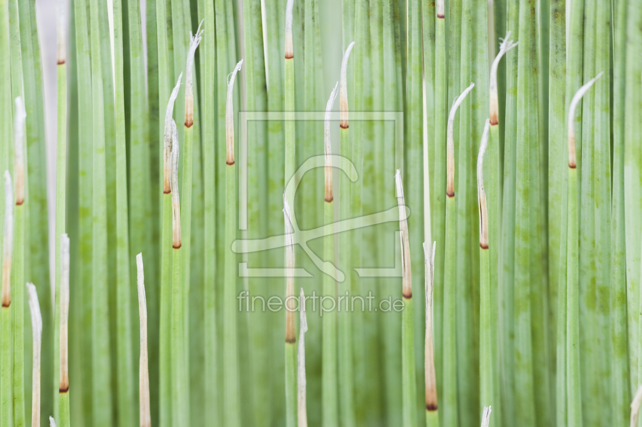 Bild-Nr.: 9753522 gras grün 4 erstellt von danielschoenen
