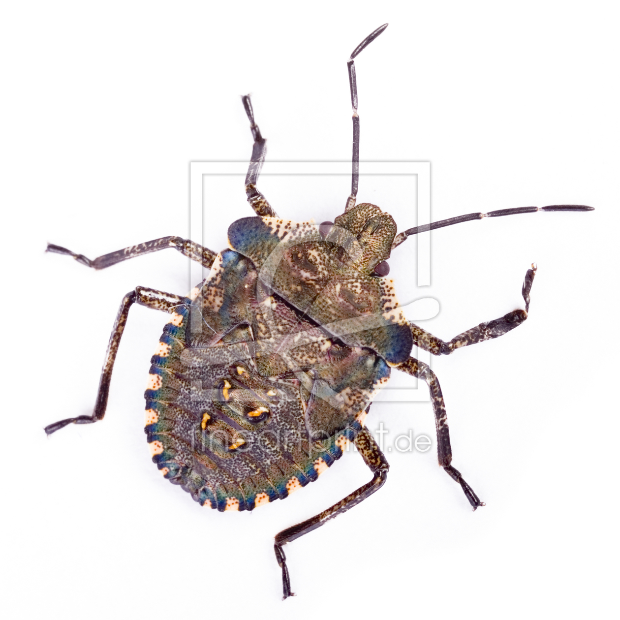 Bild-Nr.: 9754500 Larve einer Rotbeinigen Baumwanze (Pentatoma rufipes) Bild-Nr.: 9754500 Larve einer Rotbeinigen Baumwanze (Pentatoma rufipes) erstellt von schauhuber