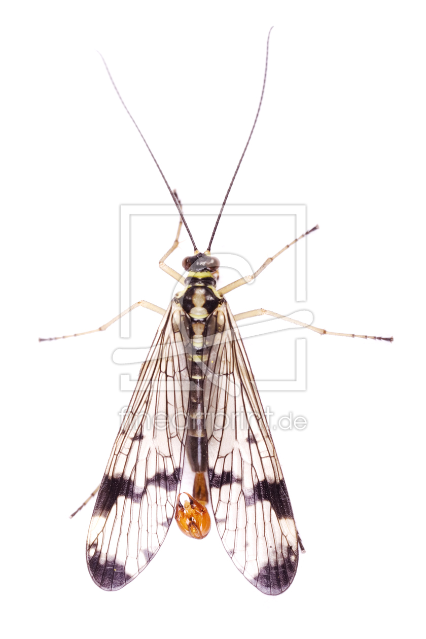 Bild-Nr.: 9754510 Skorpionsfliege (Panorpa communis) erstellt von schauhuber