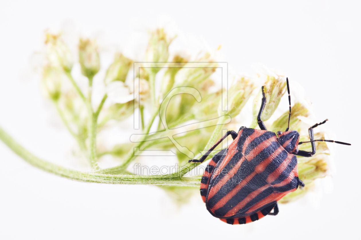 Bild-Nr.: 9754542 Streifenwanze (Graphosoma lineatum)  erstellt von schauhuber