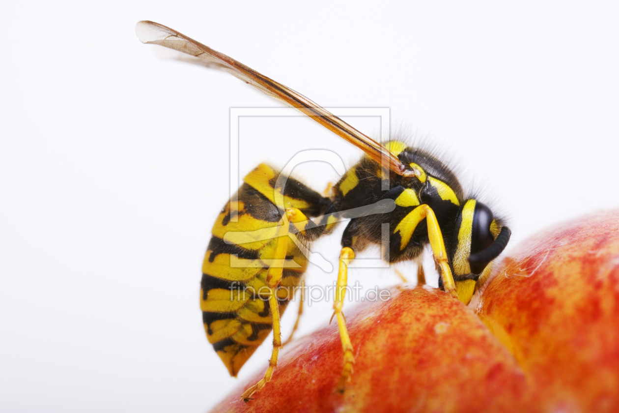 Bild-Nr.: 9754554 Deutsche Wespe auf einem Apfel erstellt von schauhuber
