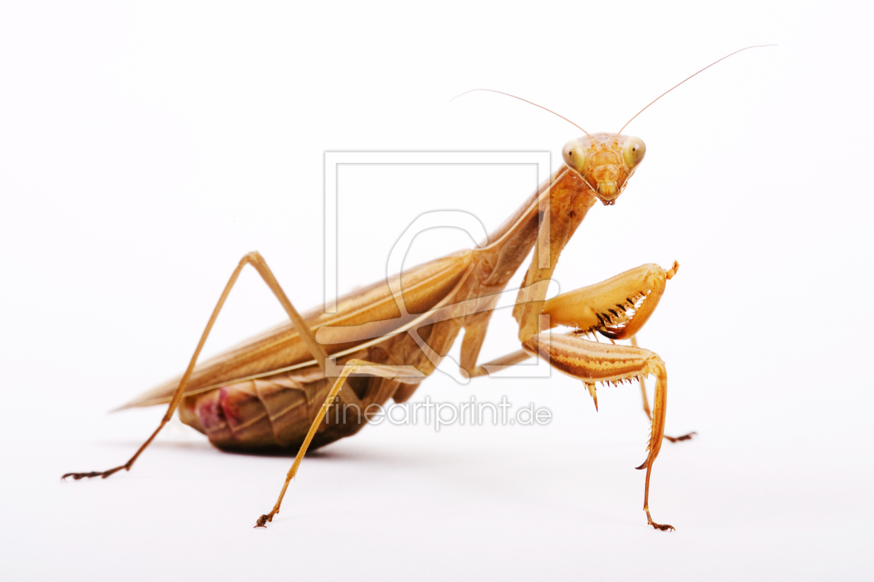 Bild-Nr.: 9754572 Gottesanbeterin (Mantis religiosa)  erstellt von schauhuber