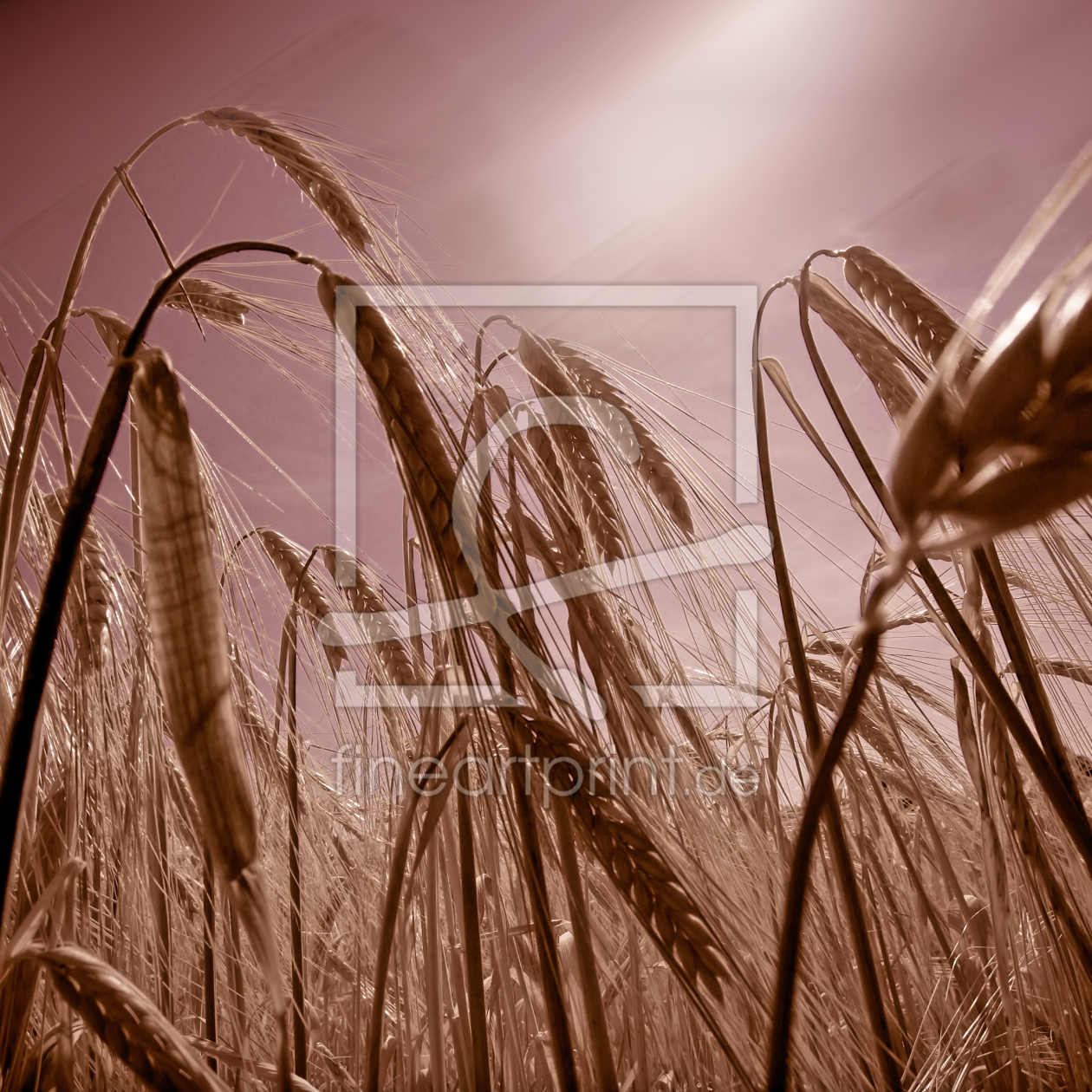 Bild-Nr.: 9757384 Kornfeld erstellt von Galerie-Fotoeffekt