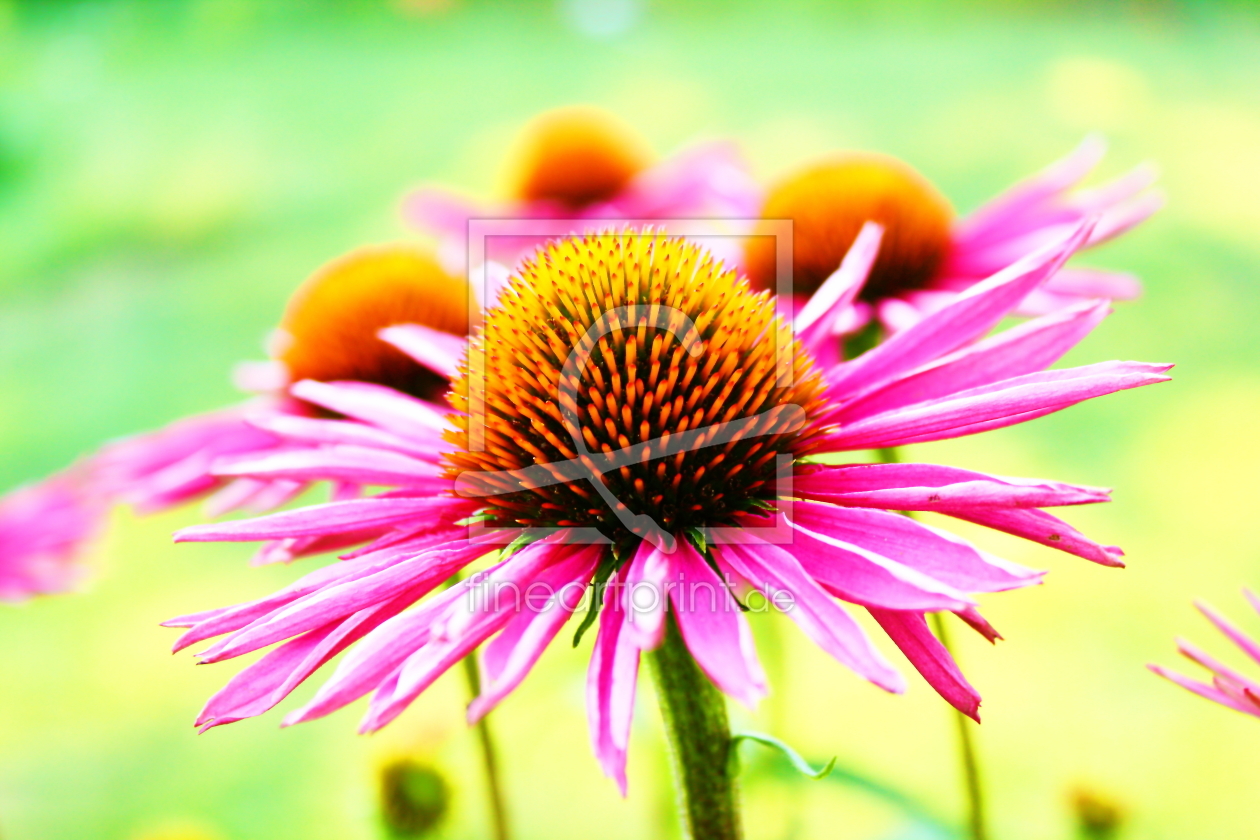 Bild-Nr.: 9757688 Knalliger Sonnenhut - Echinacea erstellt von chasha24