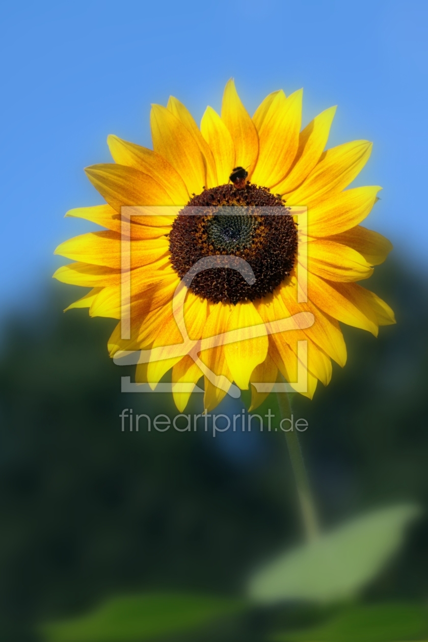 Bild-Nr.: 9758122 Sunflower erstellt von Renate Knapp