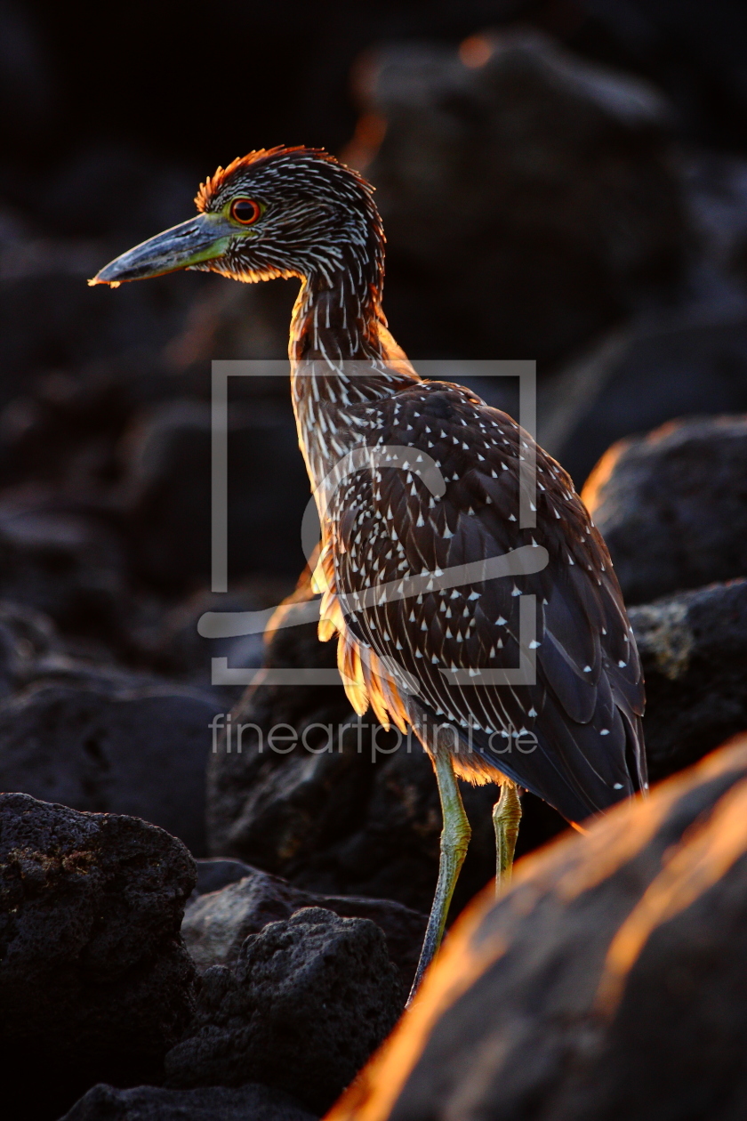 Bild-Nr.: 9759316 Bird in the sunset erstellt von Henner
