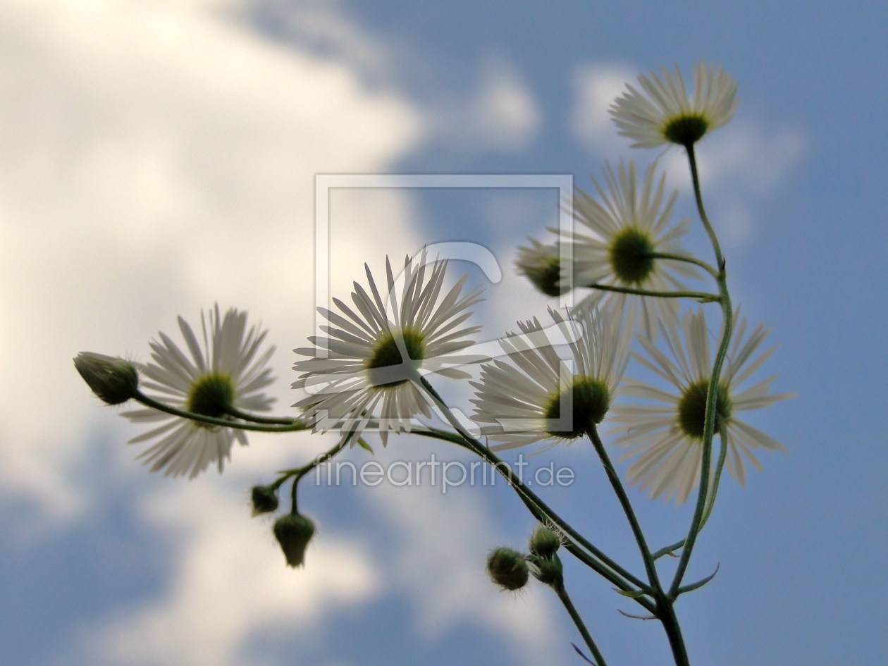 Bild-Nr.: 9759760 Waldundwiesenblume erstellt von Renate Knapp
