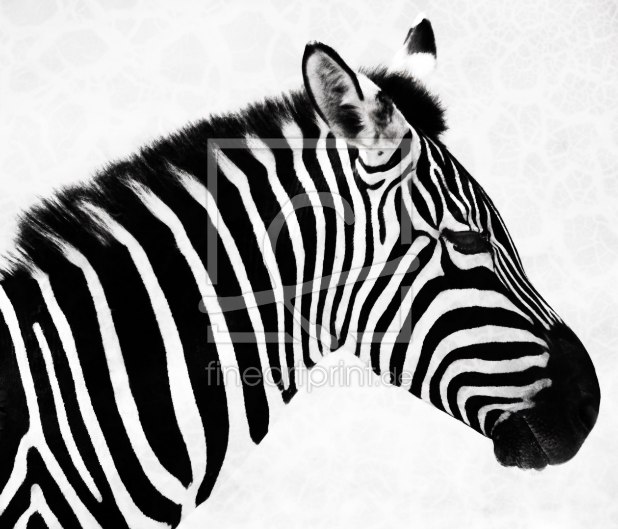 Bild-Nr.: 9759768 Zebra  erstellt von Timo Geble
