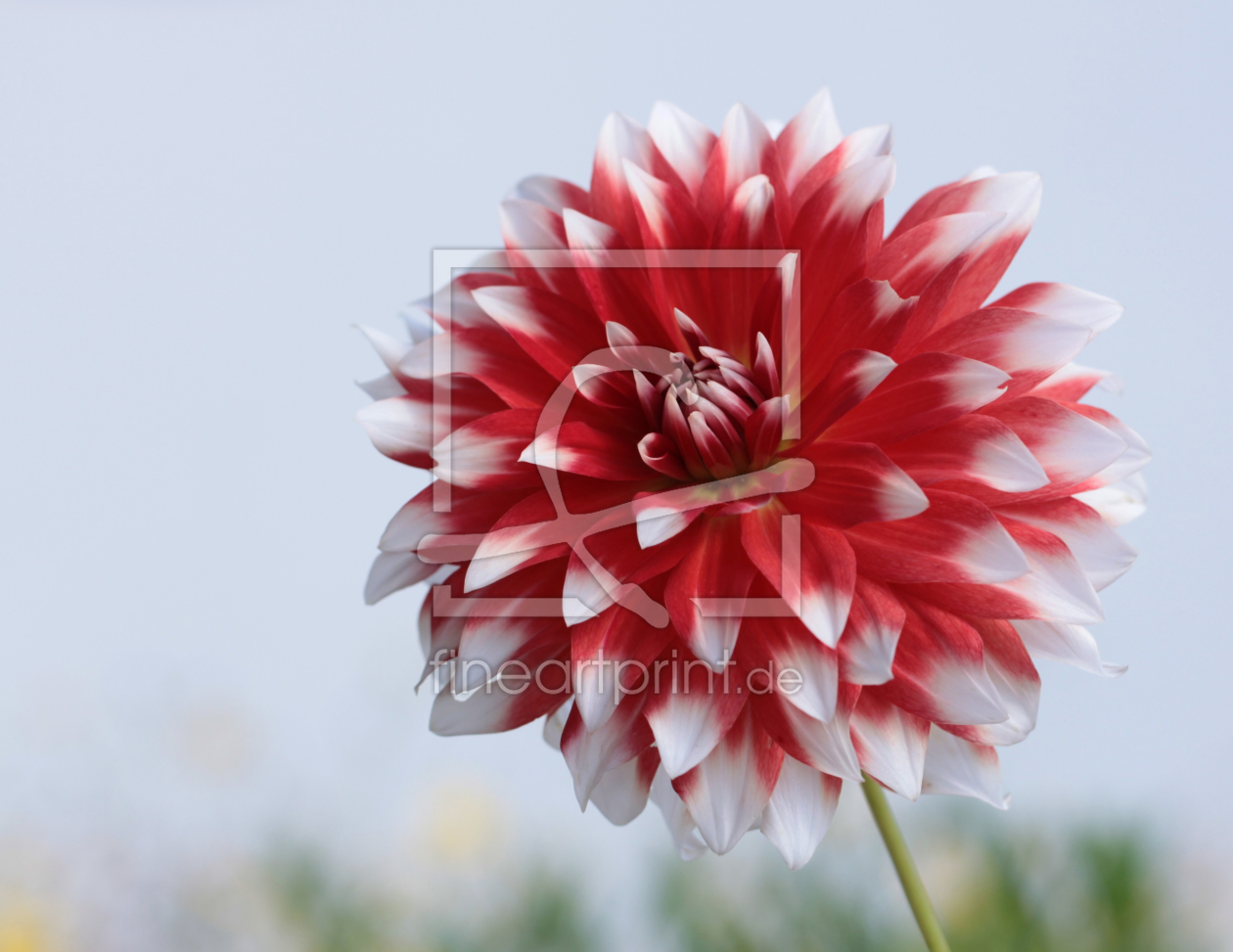 Bild-Nr.: 9760834 Dahlienzauber erstellt von Renate Knapp