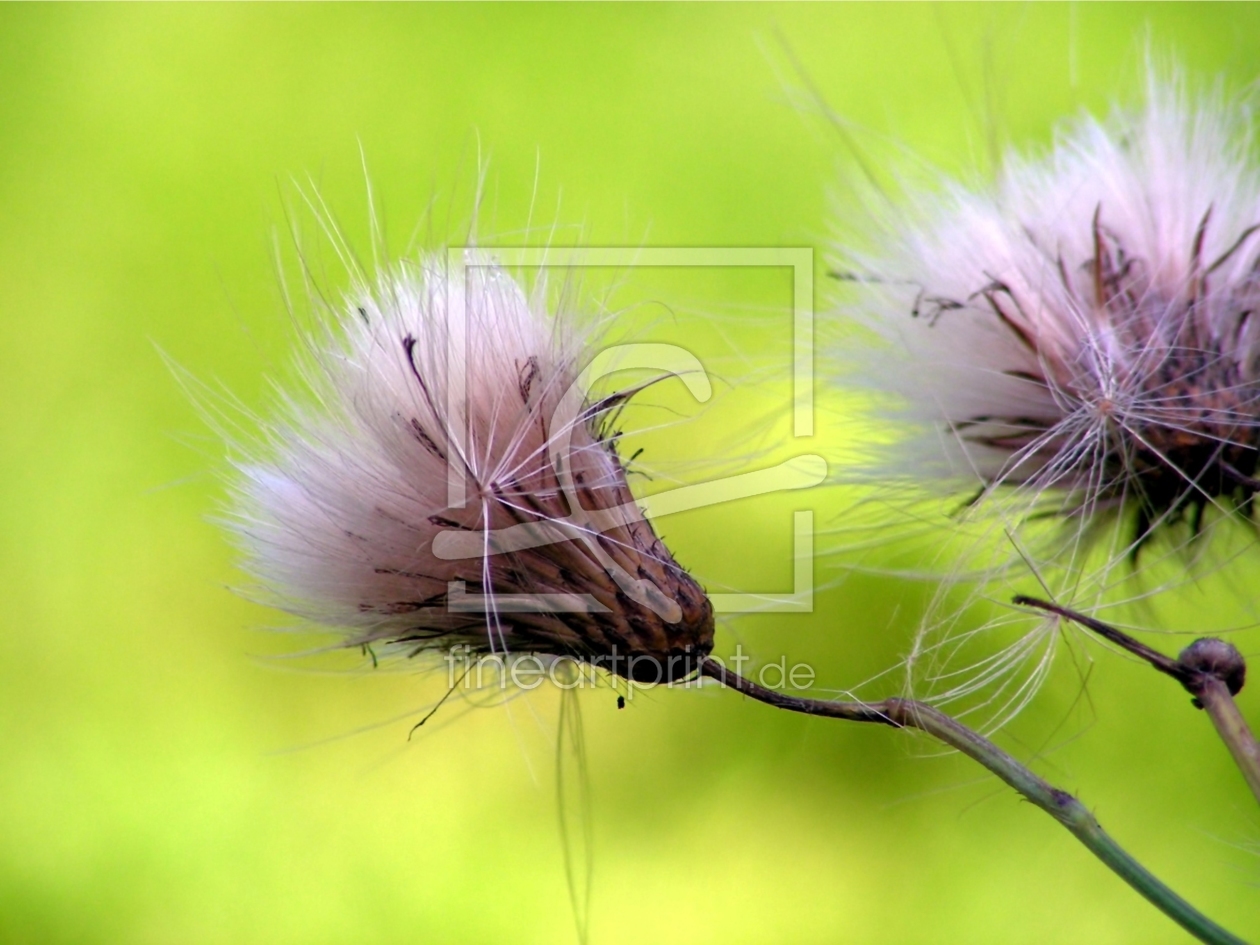 Bild-Nr.: 9760854 Samenschirmchen erstellt von Renate Knapp