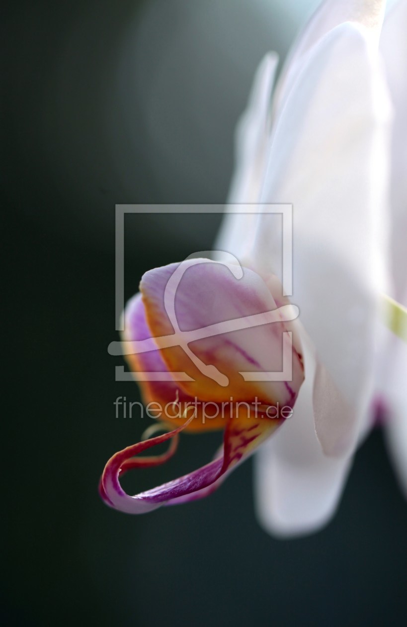 Bild-Nr.: 9762772 Orchidee erstellt von Renate Knapp