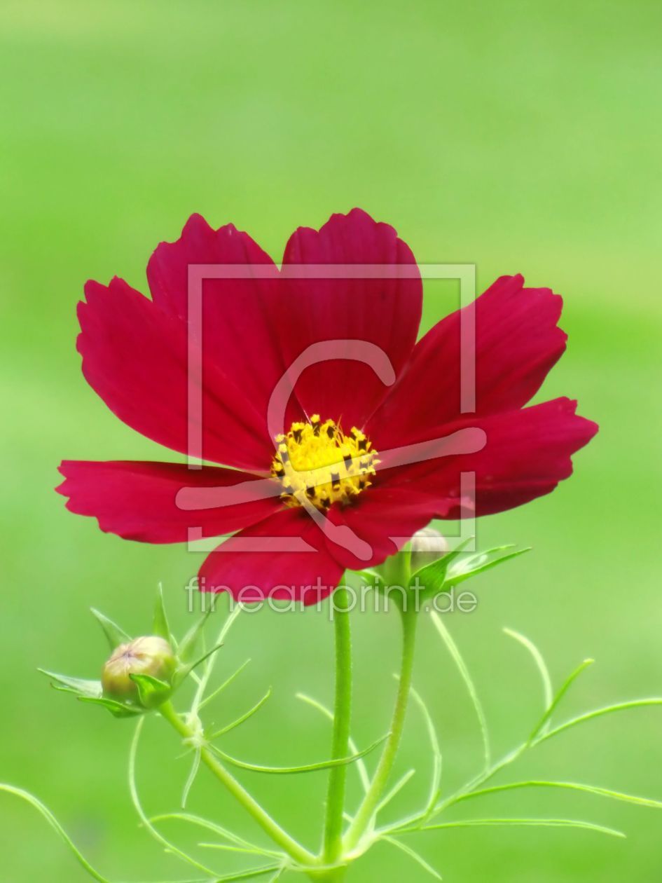 Bild-Nr.: 9765144 Cosmea erstellt von taubeschwan