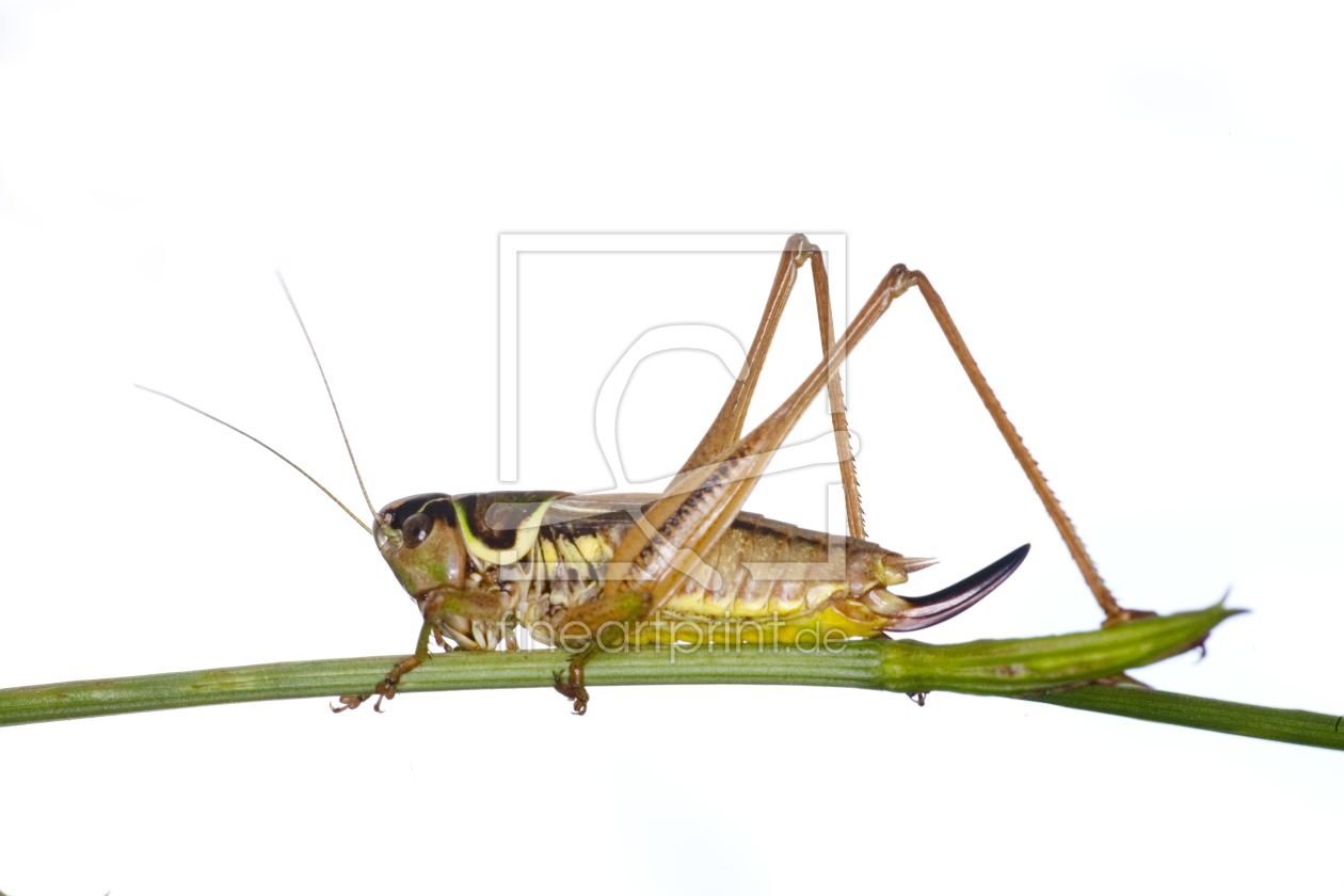 Bild-Nr.: 9766208 Roesels Beissschrecke (Metriopetera roeselii) erstellt von schauhuber