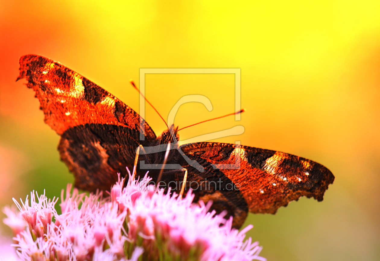 Bild-Nr.: 9766814 Schmetterling erstellt von Atteloi
