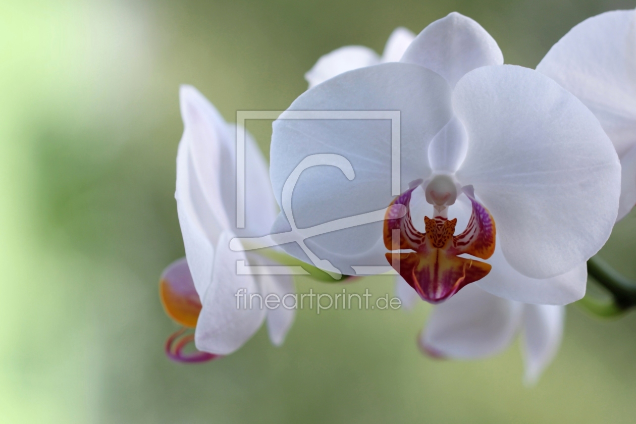 Bild-Nr.: 9768090 Happy Dreams Phalaenopsis philippinensis erstellt von Renate Knapp