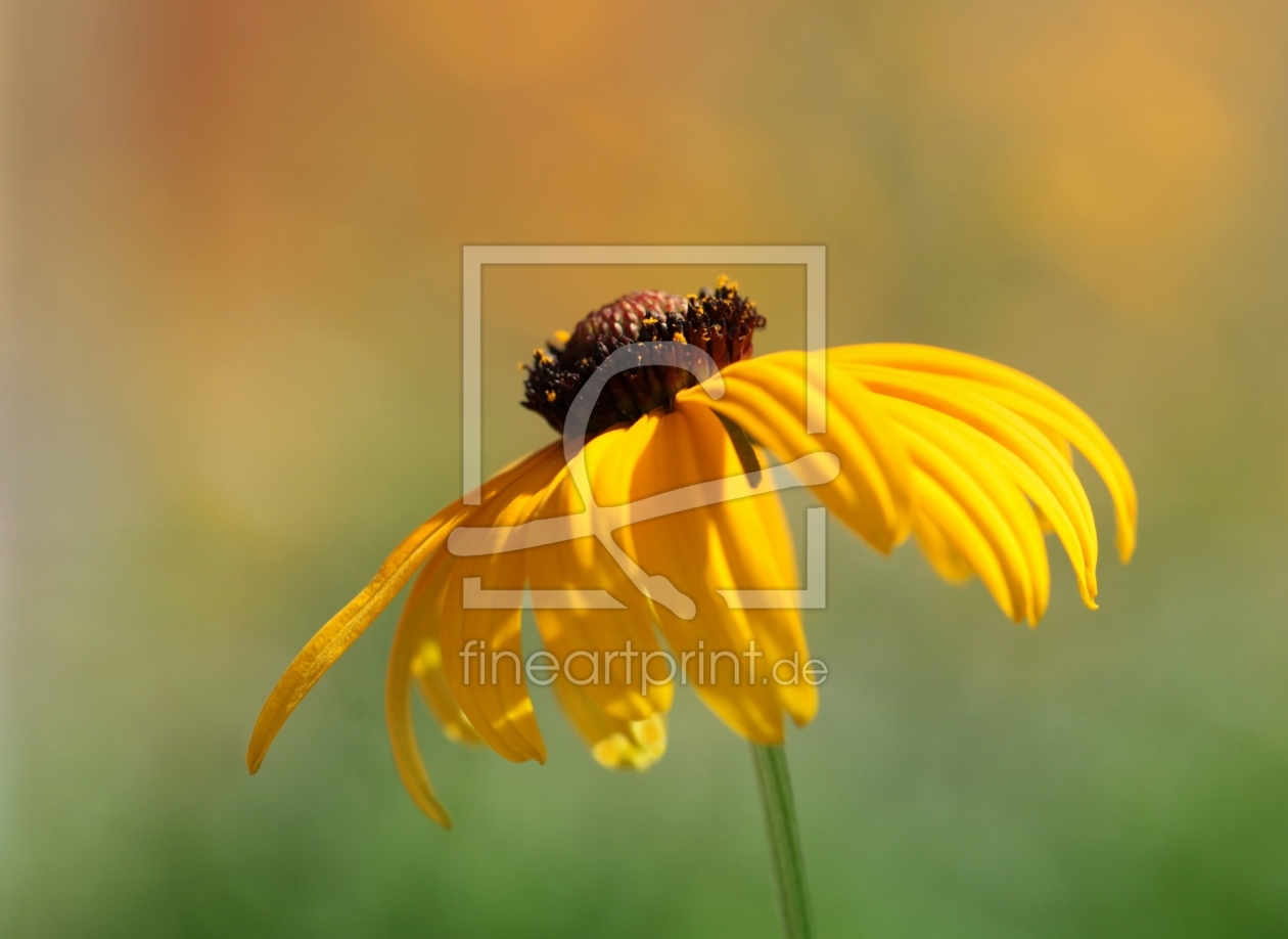 Bild-Nr.: 9773956 Sonnenfarben erstellt von Renate Knapp