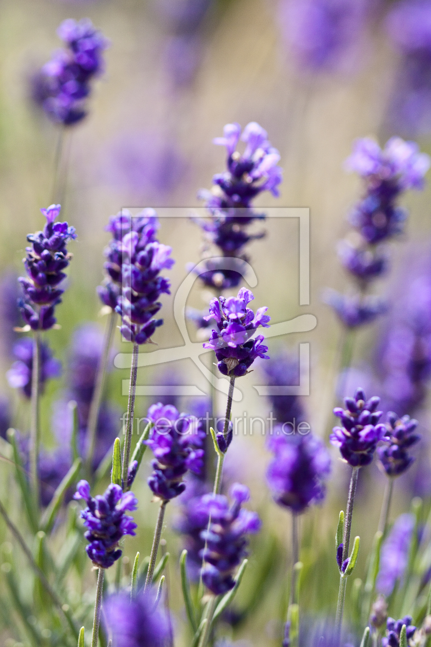 Bild-Nr.: 9776174 Lavendel erstellt von Nailia Schwarz