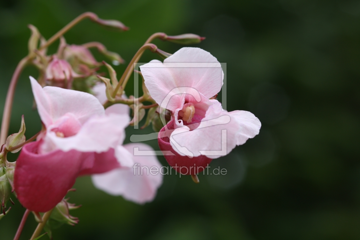 Bild-Nr.: 9776448 Orchideenartig erstellt von falconer59