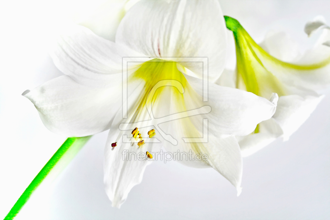 Bild-Nr.: 9776564 Amaryllis erstellt von kunstkonkret