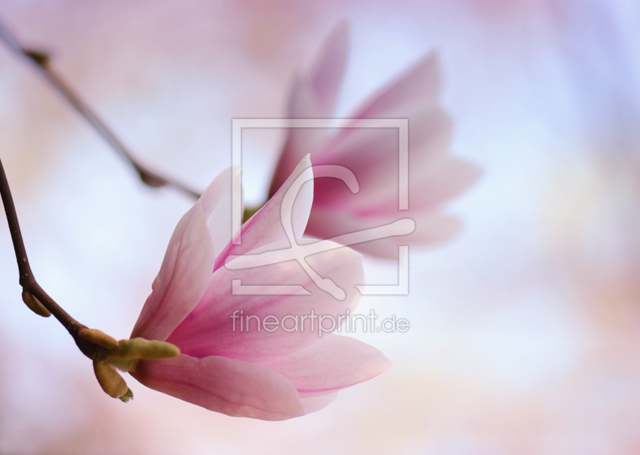Bild-Nr.: 9780054 Magnolienblüte erstellt von Atteloi