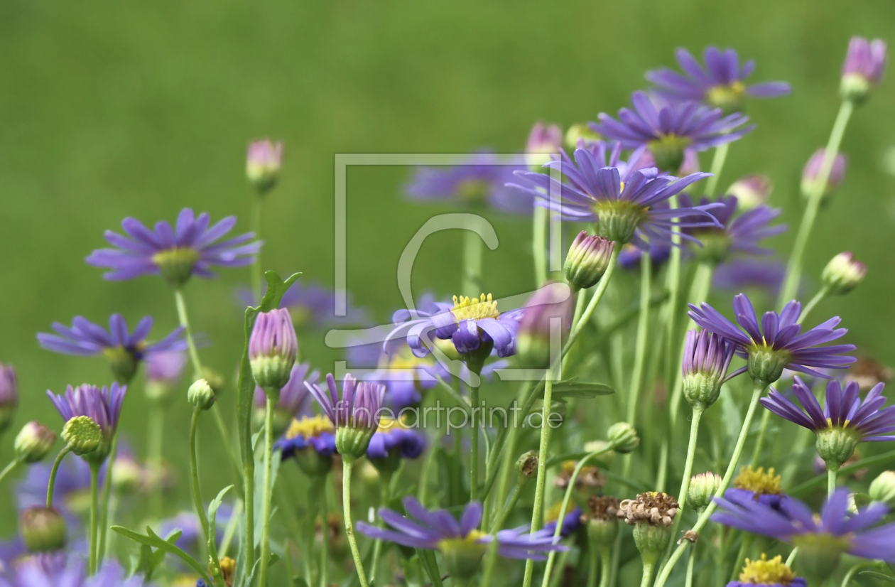 Bild-Nr.: 9780170 Wiese  erstellt von Galerie-Fotoeffekt
