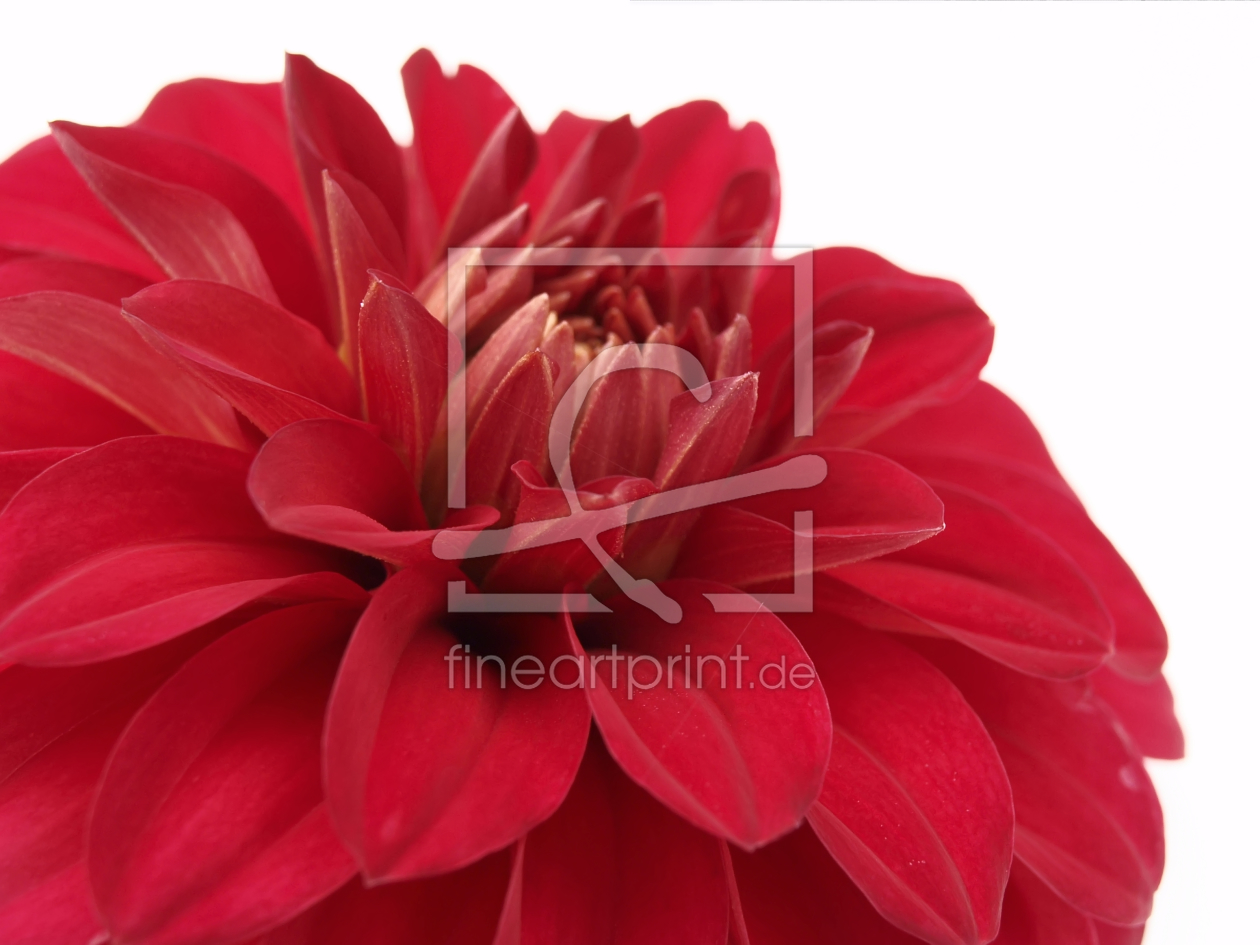 Bild-Nr.: 9781920 Dahlia  erstellt von Galerie-Fotoeffekt